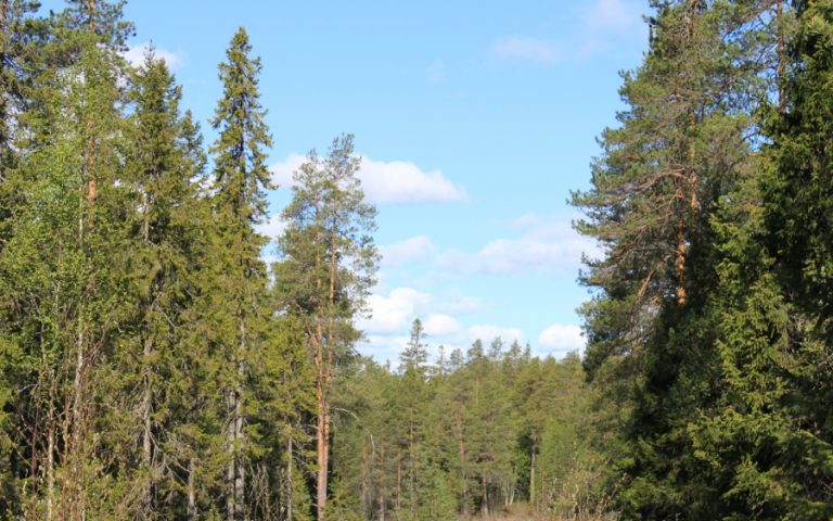 Kainuulaisessa puolen miljoonan hehtaarin metsässä innovaatiot syntyvät yhteistyössä