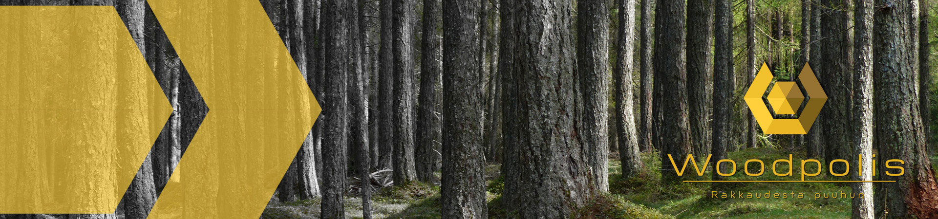Kainuun metsäbiotalouden uusi ekosysteemi